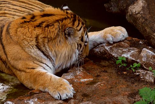 tygrys; tygrys bengalski; panthera tigris; woda