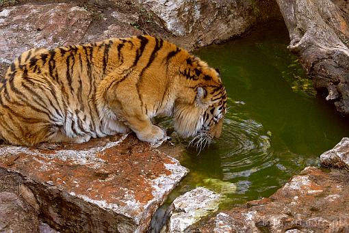 tygrys; tygrys bengalski; panthera tigris; woda