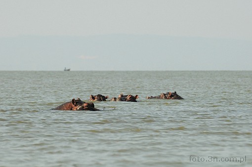 Afryka; Kenia; jezioro Victoria; hipopotam