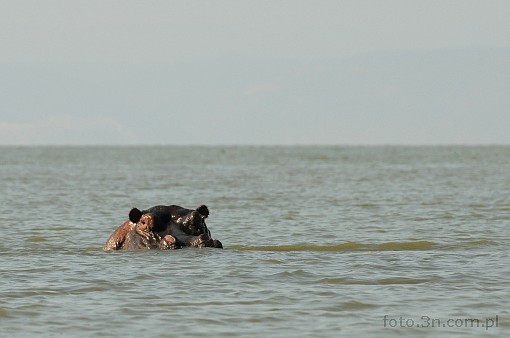 Afryka; Kenia; jezioro Victoria; hipopotam