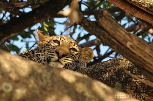 Afryka; Kenia; pantera; lampart; leopard