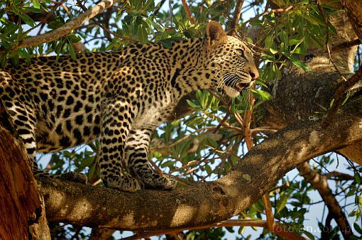 Afryka; Kenia; pantera; lampart; leopard