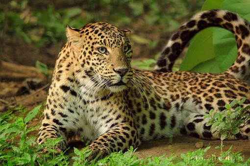 Azja; Indie; pantera; lampart; leopard