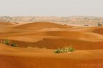 1BBG-0535; 4288 x 2848 pix; Azja, Indie, pustynia, pustynia Thar, Thar, wydma, piasek, krzew