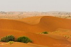 1BBG-0540; 4088 x 2715 pix; Azja, Indie, pustynia, pustynia Thar, Thar, wydma, piasek, krzew