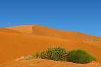 1BBG-1500; 4288 x 2848 pix; Azja, Indie, pustynia, pustynia Thar, Thar, wydma, piasek, niebo, krzew, oaza