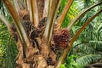 Azja; Malezja; olejowiec gwinejski; palma olejowa