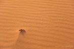 Afryka; Maroko; Sahara; pustynia; piasek