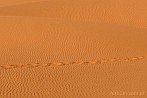 1CD1-2780; 3372 x 2239 pix; Afryka, Maroko, Sahara, pustynia, piasek, lad