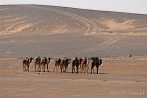 1CD1-2100; 3430 x 2278 pix; Afryka, Maroko, Sahara, wielbd, pustynia, karawana