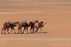 Afryka; Maroko; Sahara; wielbd; pustynia; karawana