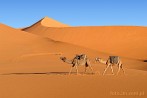 1CD1-2180; 3845 x 2554 pix; Afryka, Maroko, Sahara, wielbd, pustynia, karawana, wydma