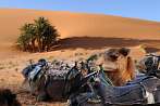 Afryka; Maroko; Sahara; wielbd; pustynia; postj
