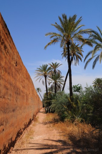 Afryka; Maroko; Marrakesz; palma; Agdal; ogrd Agdal
