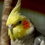 ptak; papuga
