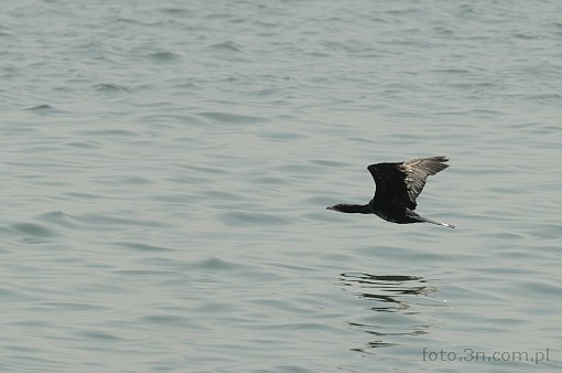 ptak; kormoran czarny; morze