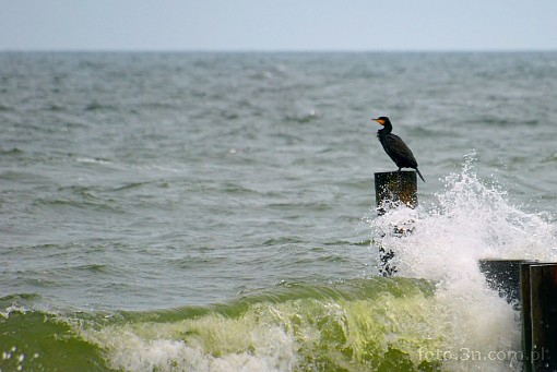ptak; kormoran czarny; morze; fala
