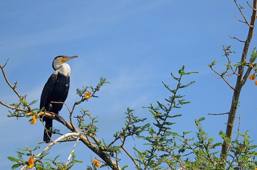 Afryka; Kenia; kormoran czarny