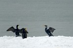 ptak; kormoran czarny; morze; zima; nieg