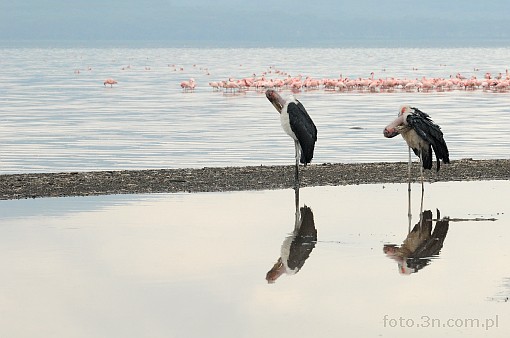 Afryka; Kenia; jezioro Nakuru; ptak; marabut