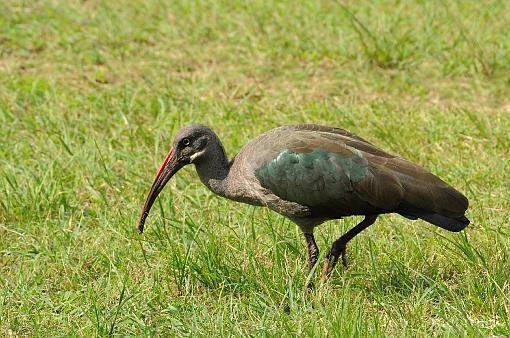 ptak; ibis; ibis bia³ow±sy