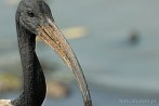Afryka; Kenia; ptak; ibis; ibis czczony