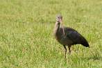 ptak; ibis; ibis biaowsy