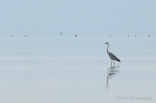 Afryka; Kenia; ptak; czapla siwa; jezioro Nakuru