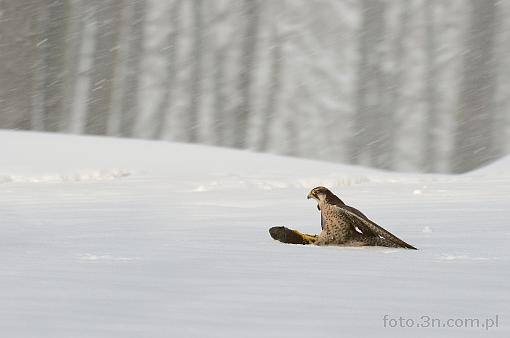 ptak; sokół; zima; śnieg