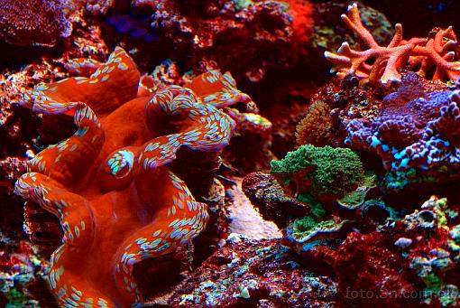 koralowiec