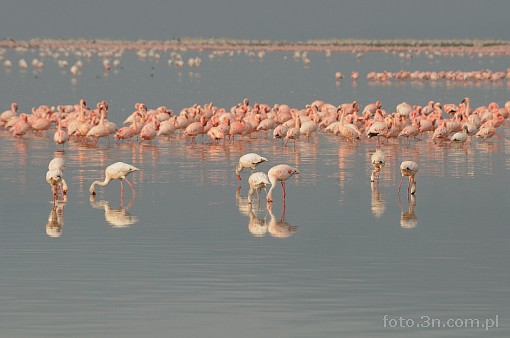 Afryka; Kenia; jezioro Nakuru; ptak; flaming