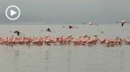 0035-1010; 1280 x 720 pix; Afryka, Kenia, jezioro Nakuru, flaming