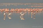0035-0500; 4288 x 2848 pix; Afryka, Kenia, jezioro Nakuru, ptak, flaming