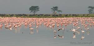 0035-0550; 5336 x 2628 pix; Afryka, Kenia, jezioro Nakuru, ptak, flaming