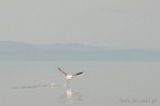 Afryka; Kenia; jezioro Nakuru; ptak; flaming