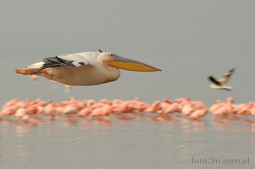 Afryka; Kenia; jezioro Nakuru; pelikan