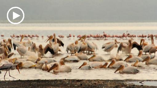 Afryka; Kenia; jezioro Nakuru; pelikan
