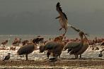 0036-0270; 3890 x 2584 pix; Afryka, Kenia, jezioro Nakuru, pelikan