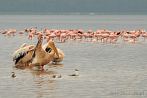 0036-0310; 4288 x 2848 pix; Afryka, Kenia, jezioro Nakuru, pelikan