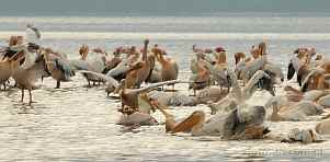 0036-0480; 4221 x 2079 pix; Afryka, Kenia, jezioro Nakuru, pelikan