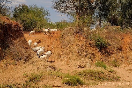 Afryka; Kenia; koza