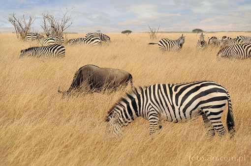 Afryka; Kenia; zebra; antylopa; gnu; sawanna