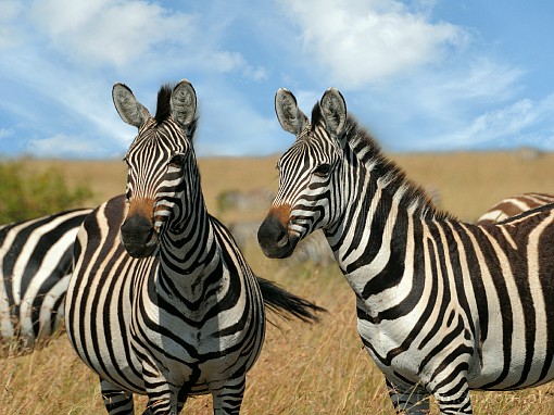 Afryka; Kenia; zebra; sawanna