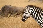 042A-0202; 3872 x 2592 pix; Afryka, Kenia, zebra, sawanna