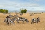 042A-0221; 4109 x 2729 pix; Afryka, Kenia, zebra, sawanna