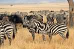 042A-0223; 3504 x 2327 pix; Afryka, Kenia, zebra, sawanna