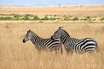 042A-0230; 3872 x 2592 pix; Afryka, Kenia, zebra, sawanna