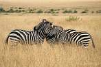 042A-0320; 4061 x 2697 pix; Afryka, Kenia, zebra, sawanna