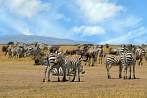 042A-1290; 4070 x 2703 pix; Afryka, Kenia, zebra, sawanna