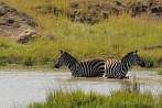 042A-1530; 3252 x 2159 pix; Afryka, Kenia, zebra, woda, wodopj